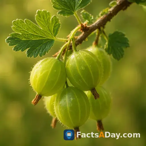 Gooseberries ripen into tart, jewel-like green fruits