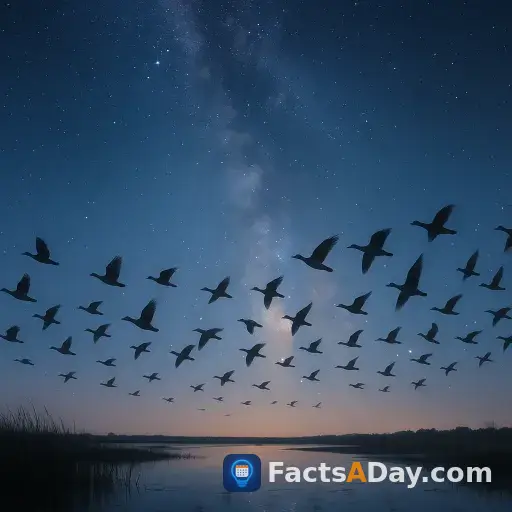 Vögel navigieren tausende Kilometer mithilfe von Sternenmustern